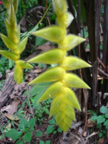 Heliconia xanthovillosa 'Shogun'