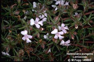 Hemiandra pungens