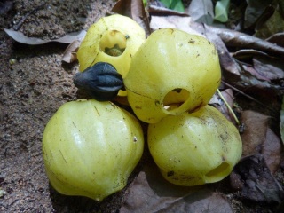 Hernandia sonora