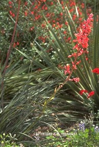Hesperaloe parviflora