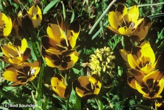 Hesperantha vaginata