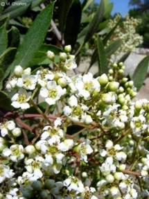 Heteromeles arbutifolia 