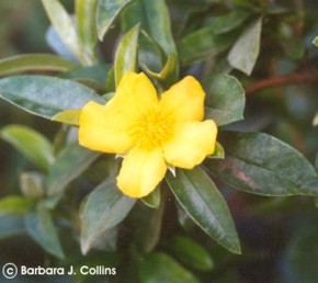 Hibbertia scandens