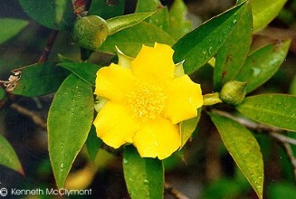 Hibbertia scandens