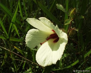 Hibiscus aculeatus