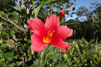 Hibiscus boryanus 