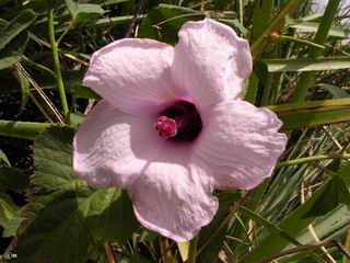 Hibiscus cisplatinus 