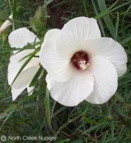 Hibiscus dasycalyx