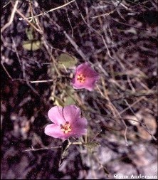 Hibiscus denudatus