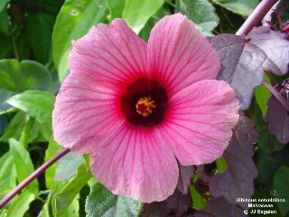 Hibiscus eetveldeanus 