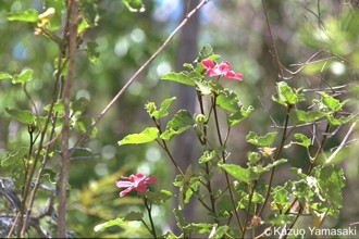 Hibiscus ferrugineus