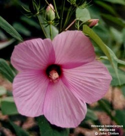 Hibiscus lasiocarpus 