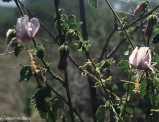 Hibiscus micranthus
