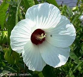 Hibiscus militaris