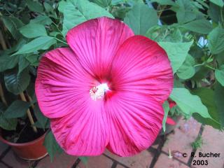 Hibiscus moscheutos