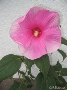 Hibiscus moscheutos