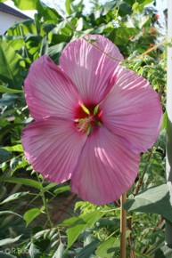 Hibiscus moscheutos