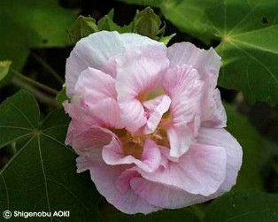 Hibiscus mutabilis 'Double'