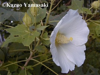 Hibiscus mutabilis