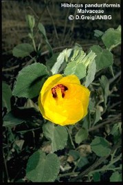 Hibiscus panduriformis