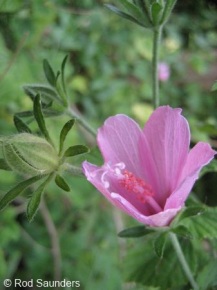 Hibiscus pedunculatus