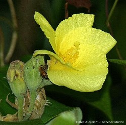 Hibiscus pernambucensis