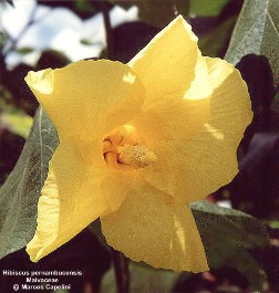 Hibiscus pernambucensis