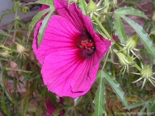 Hibiscus radiatus