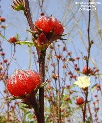 Hibiscus sabdariffa