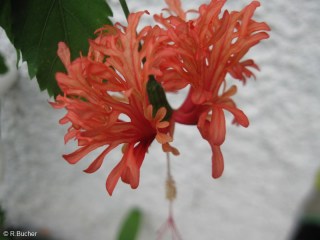 Hibiscus schizopetalus 