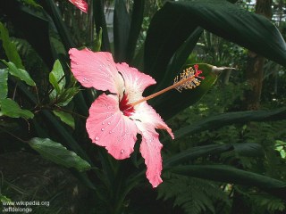 Hibiscus storckii 