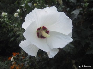 Hibiscus syriacus 