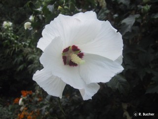 Hibiscus syriacus 