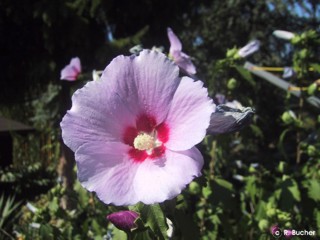 Hibiscus syriacus 