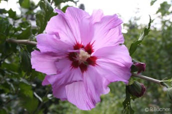 Hibiscus syriacus 