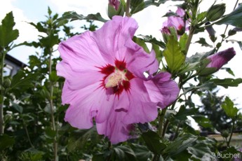 Hibiscus syriacus 