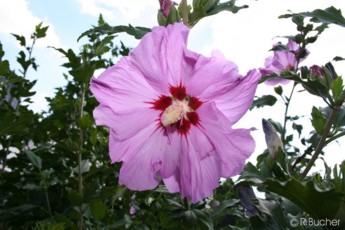 Hibiscus syriacus 