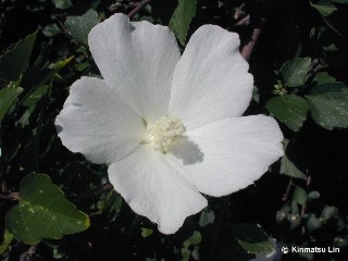 Hibiscus taiwanensis 