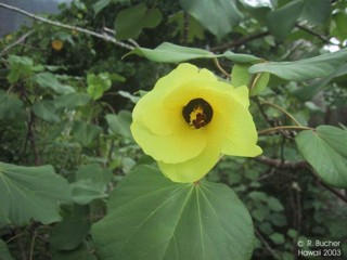 Hibiscus tiliaceus