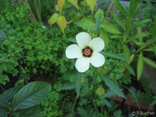 Hibiscus trionum