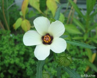 Hibiscus trionum