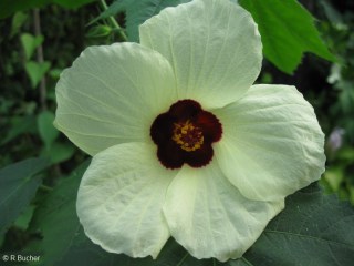 Hibiscus vitifolius ssp. vulgaris