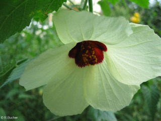 Hibiscus vitifolius ssp. vulgaris