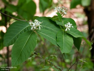 Holarrhena pubescens