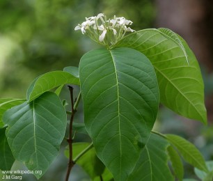 Holarrhena pubescens