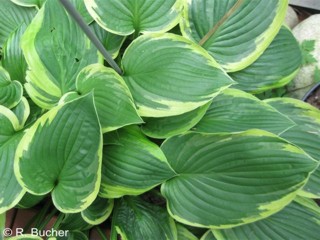 Hosta fortunei 'Aureomarginata'