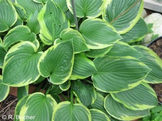 Hosta fortunei 'Aureomarginata'