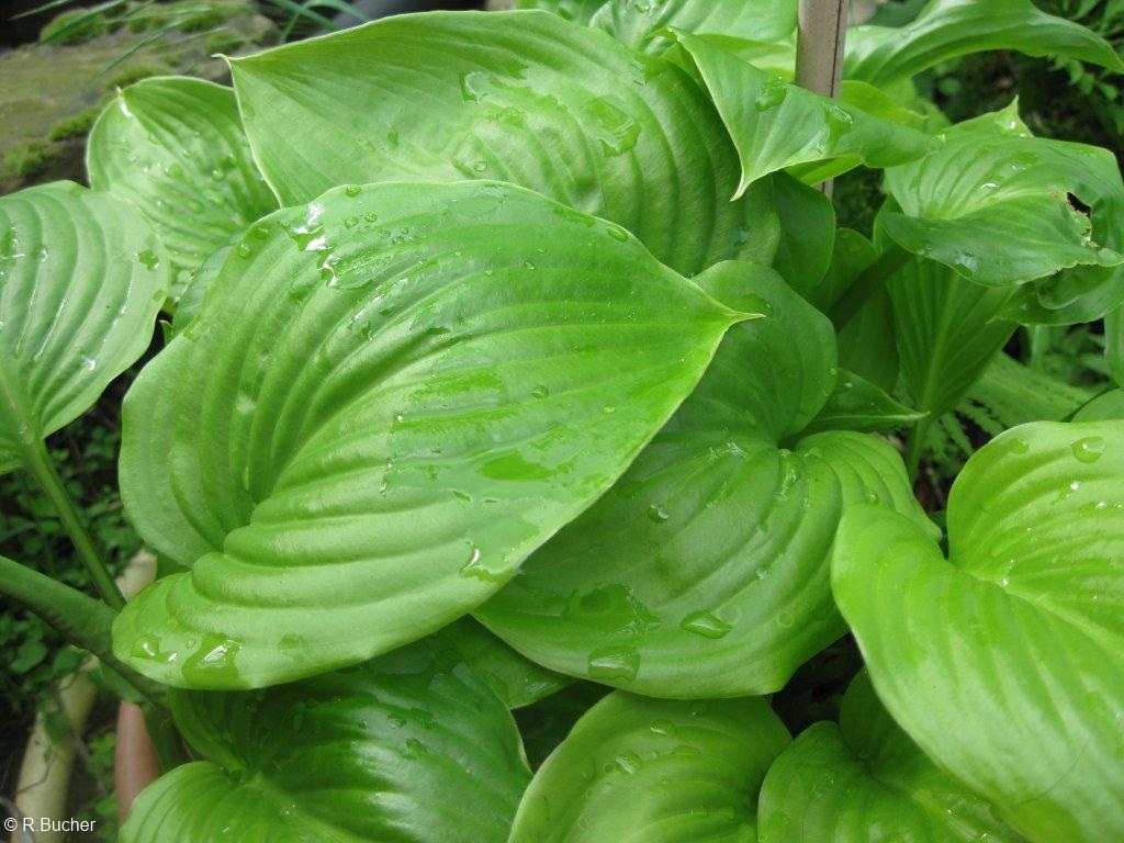 Exotische Nutz und Zierpflanzen Hosta plantaginea