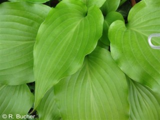 Hosta rupifraga 'Tetra'