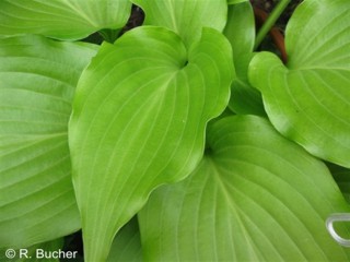 Hosta rupifraga 'Tetra'